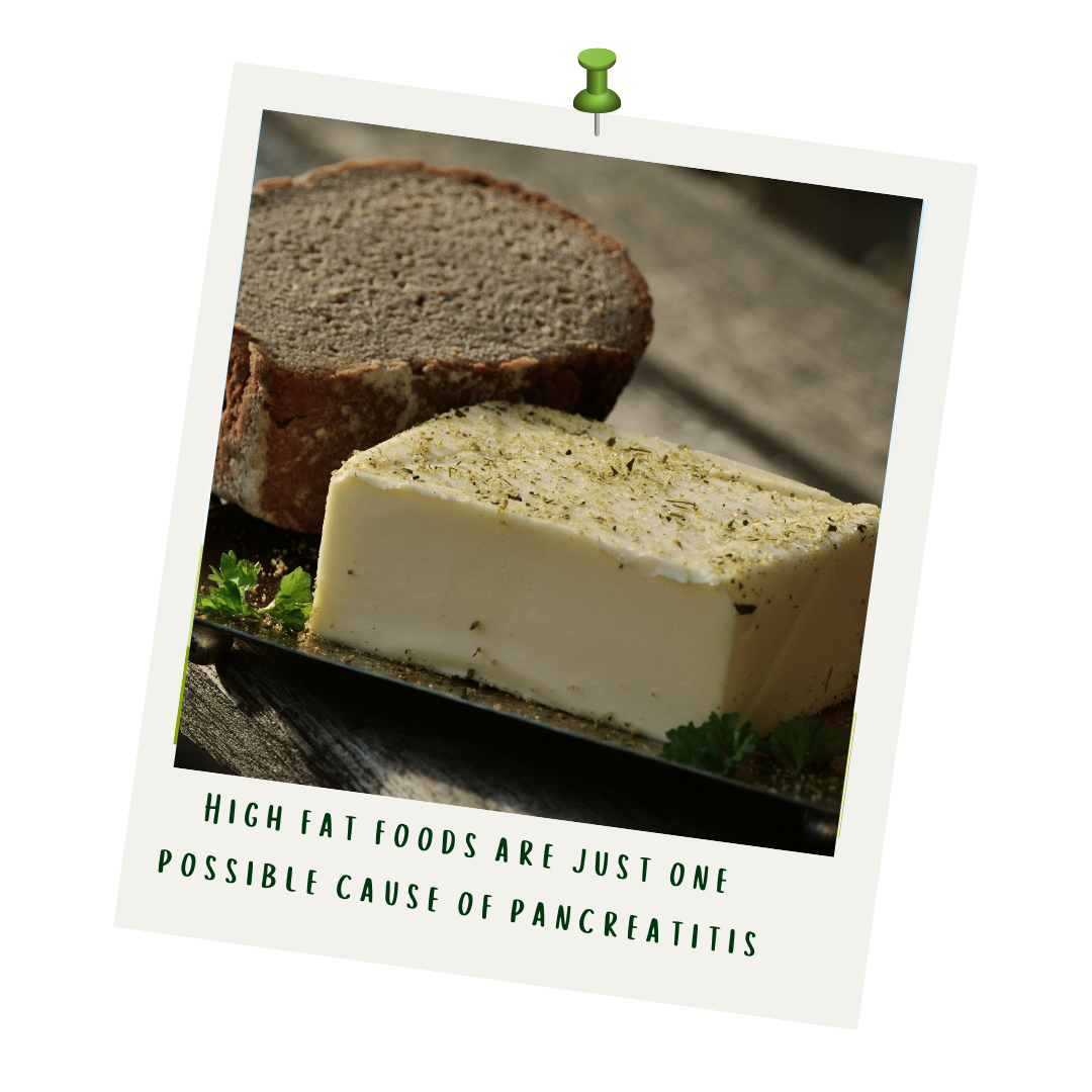 Can Dogs With Pancreatitis Eat Bread